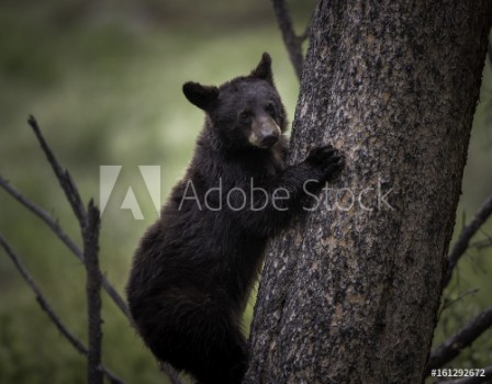 Bild på Black bear cub climbing tree in forest
